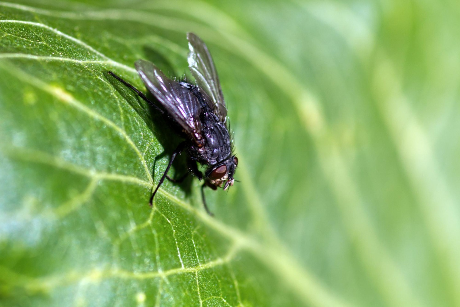 Które insekty nie powinny zadomowić się w mieszkaniu