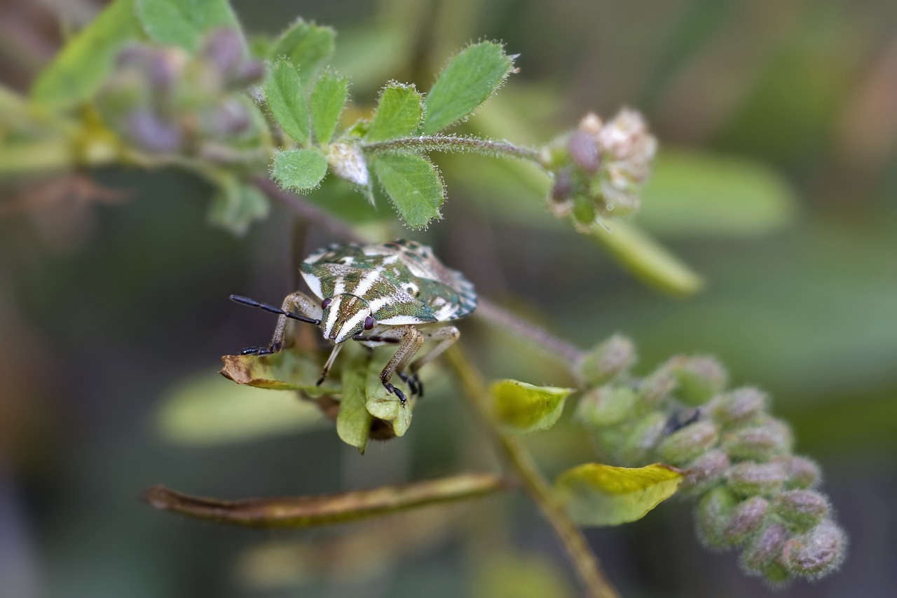 Insekty – co je zwabia do domu